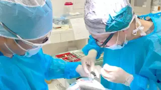インプラント